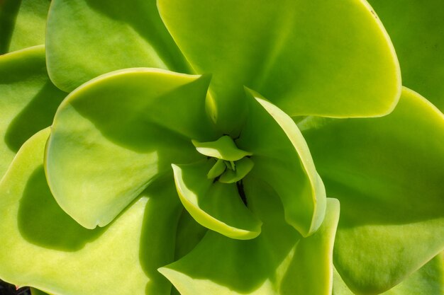 Vista superiore della pianta verde succulenta