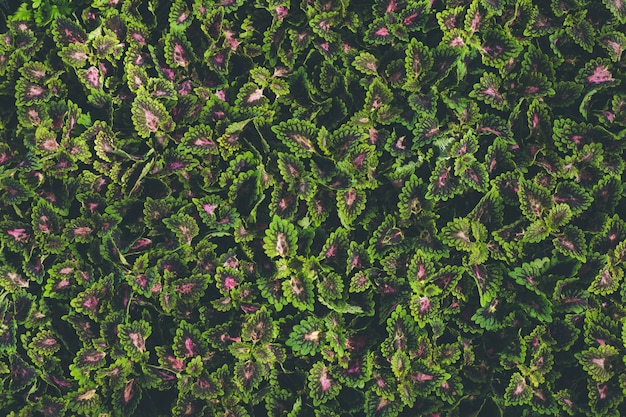 Vista superiore della piccola pianta della foglia in giardino