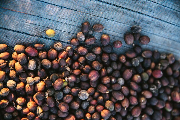 Vista superiore delle bacche secche del caffè Arabica sulla rete blu