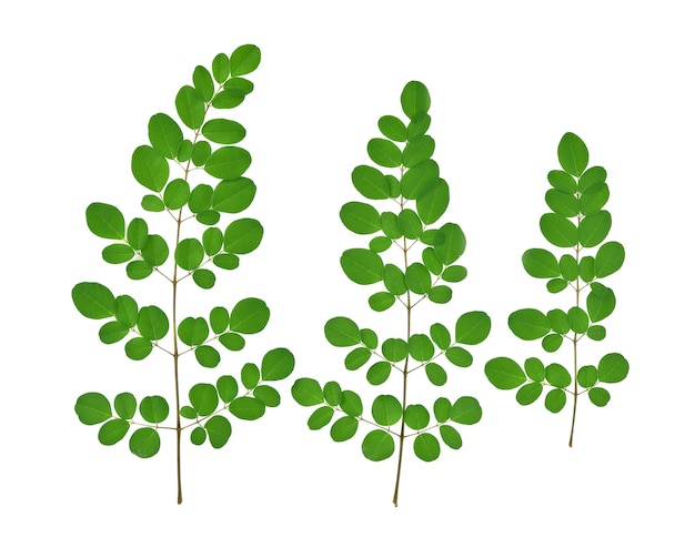 Vista superiore delle foglie verdi di moringa, erbe tropicali isolate su fondo bianco