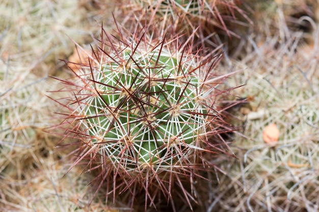 Vista superiore delle spine taglienti dell'ago del cactus