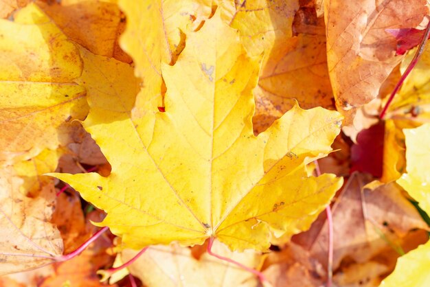 Vista superiore Gruppo di sfondo autunno foglie di acero giallo arancione All'aperto Chiudere il simbolo canadese