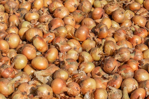 vista superiore un sacco di grandi cipolle gialle fresche con la buccia al negozio di alimentari