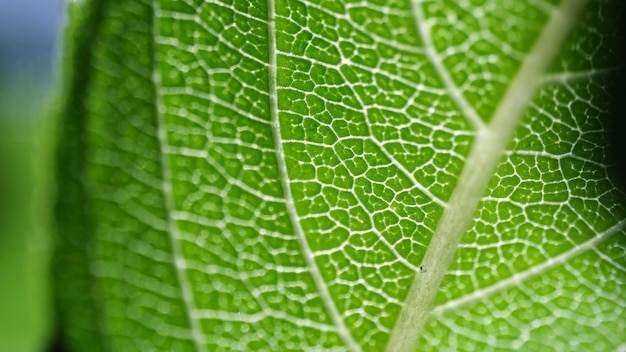 Vista ultra macro della struttura delle foglie dell'albero Cellule di verdure