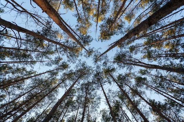 Vista verso l'alto della cima degli abeti nella foresta