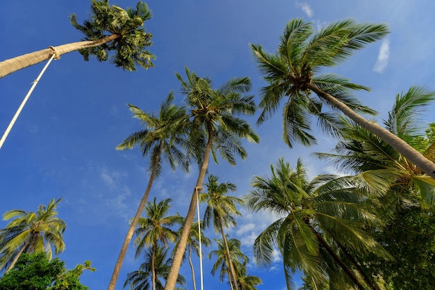 Vista verso l'alto di palme da cocco verdi sulla spiaggia con cielo blu brillante