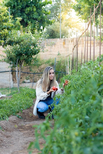 Vista verticale della giovane donna che raccoglie pomodori freschi coltivati ecologicamente nel suo frutteto giardino di casa