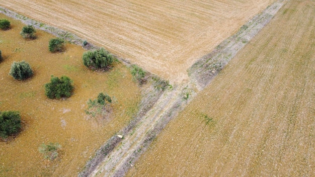 Viste aeree di cereali