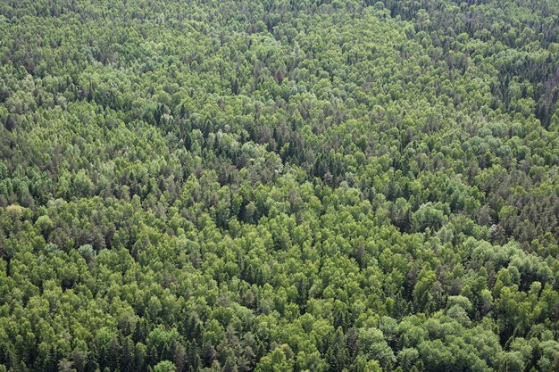 Viste aeree Foresta di conifere mista russa