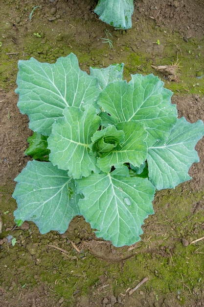 Viste dall'alto della pianta vegetale di cavolfiore in giardino a Ranisankail Thakurgaon Rangpur Bangladesh