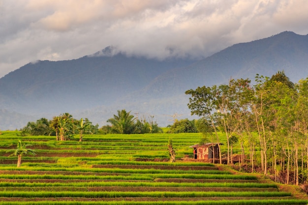 Viste dalla terrazza delle risaie e delle montagne in un piccolo villaggio in Indonesia