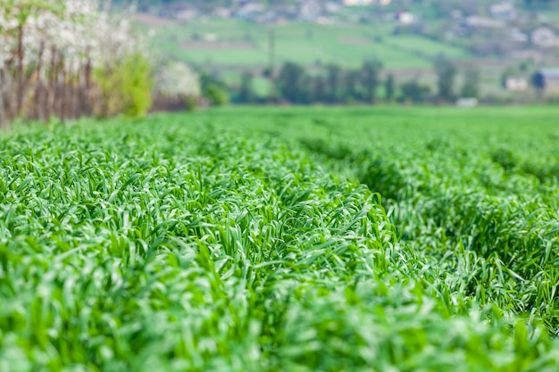 Viste del giovane campo di grano verde, agricoltura