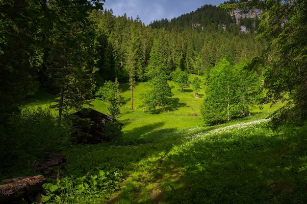 Viste del paesaggio naturale vicino alle cascate di Simmenfalle e alla foresta Oberland bernese Svizzera