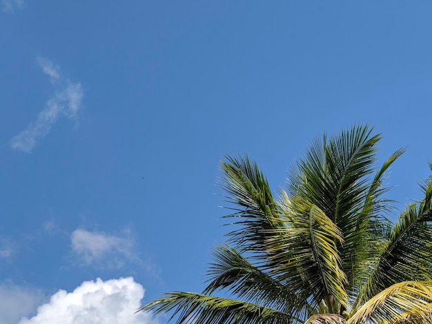 Viste della struttura dell'albero di cocco con cielo blu su sfondo