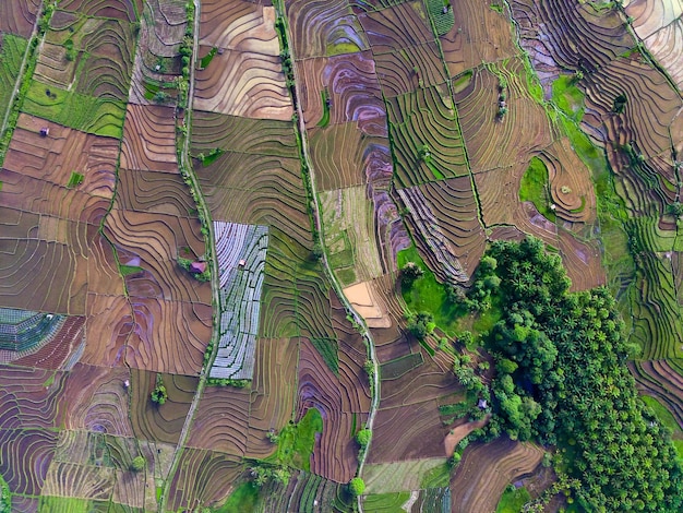 Viste delle risaie indonesiane con bellissimi bacini terrazzati colorati