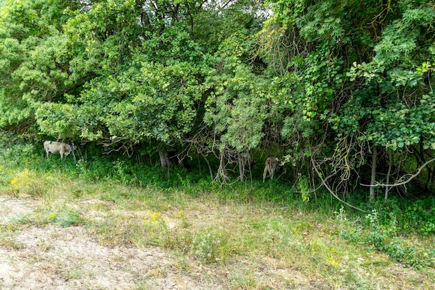 Viste diverse dalla foresta di Caraorman, area del delta del Danubio, Romania, in una giornata di sole estivo, 2021