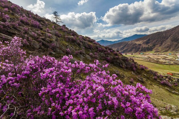 Viste pittoresche sulle montagne dell'Altai e sul maralnik in fiore