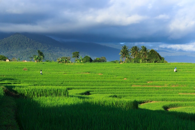 viste verdi delle risaie e degli agricoltori durante il giorno in Indonesia