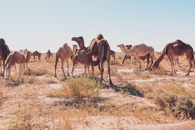 Visto in marocco