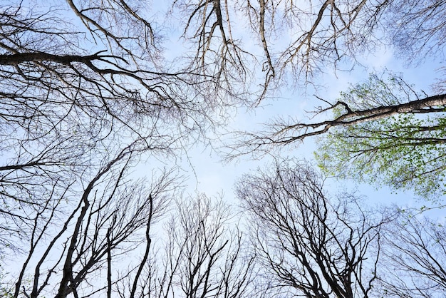 Visualizza dal basso verso l'alto agli alberi sul cielo blu