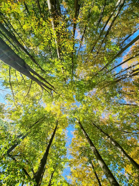 Visualizza fino alle cime degli alberi in una foresta British Columbia Canada