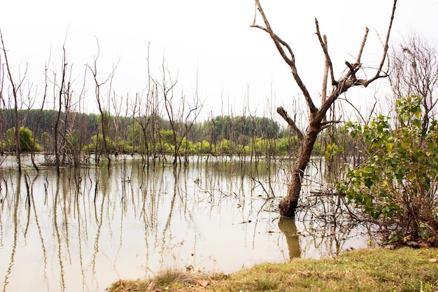 Visualizza il paesaggio di alberi morti e asciutti in uno stagno di acqua sporca Effetti Ambiente da Acqua contaminata da sostanze chimiche e olio a Samut Songkhram Thailandia