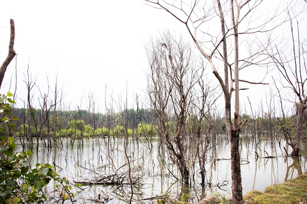 Visualizza il paesaggio di alberi morti e asciutti in uno stagno di acqua sporca Effetti Ambiente da Acqua contaminata da sostanze chimiche e olio a Samut Songkhram Thailandia