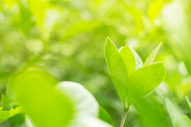 Visualizza il primo piano dettagliato Natura verde e luce solare naturale. C&#39;è uno sfondo sfocato a