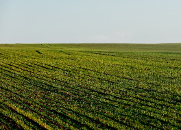 visualizzare su filari di piantine di grano a dicembre