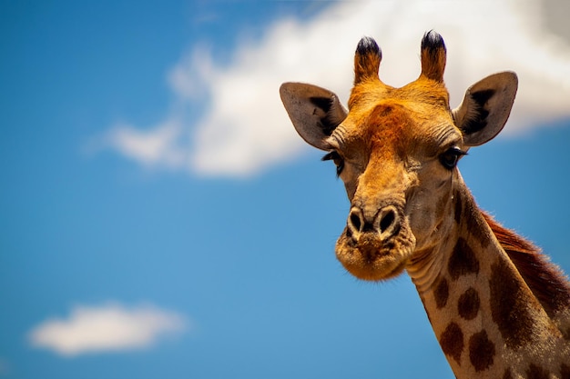 Vita africana selvaggia. Una grande giraffa sudafricana comune nel cielo azzurro estivo. Namibia