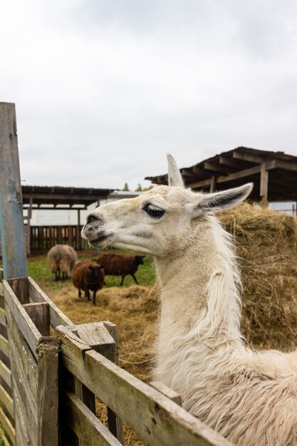 vita degli animali domestici in fattoria