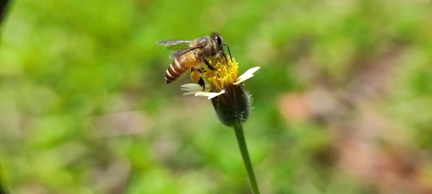 vita degli insetti in natura