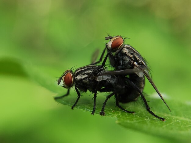 vita degli insetti in natura