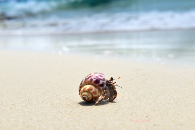 Vita del paguro sulla spiaggia