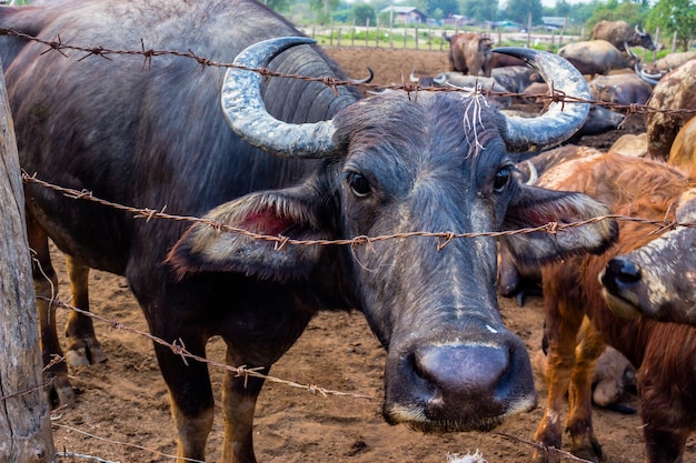 Vita di Buffalo da vicino.