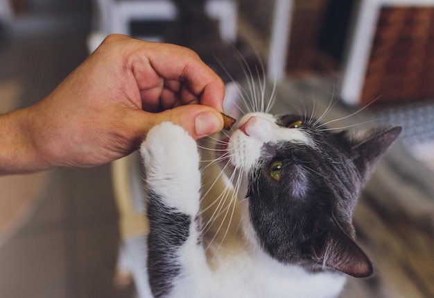 Vita domestica con animale domestico Il giovane dà al suo spuntino a base di carne di gatto