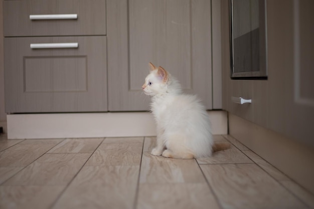 Vita domestica con un animale domestico Gattino gioca in cucina