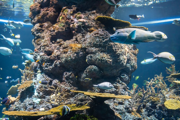 Vita marina. coralli e pesci di mare in un ambiente sottomarino