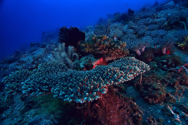 vita marina della spugna subacquea / scena subacquea della barriera corallina paesaggio astratto dell'oceano con la spugna