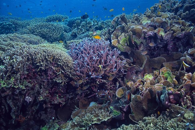 vita marina della spugna subacquea / scena subacquea della barriera corallina paesaggio astratto dell'oceano con la spugna