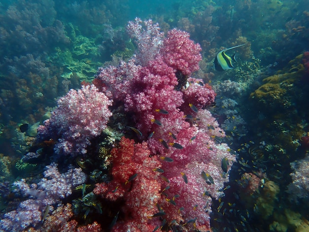 Vita marina sotto l'acqua di mare