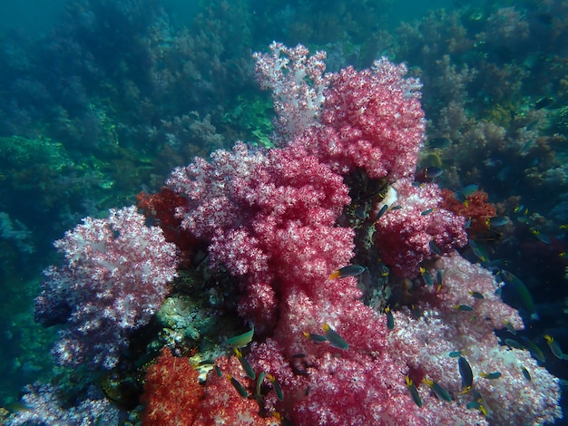 Vita marina sotto l'acqua di mare