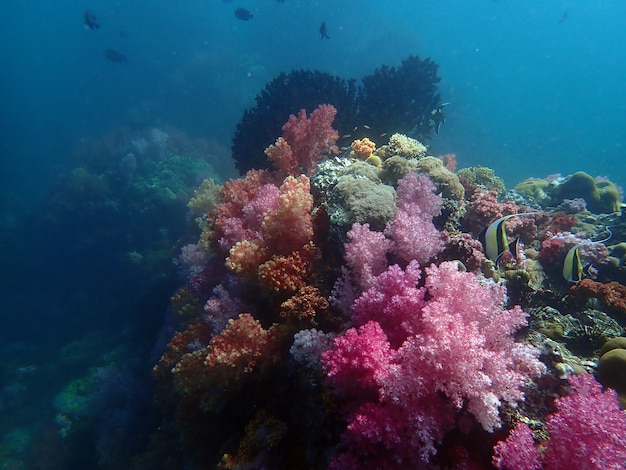 Vita marina sotto l'acqua di mare