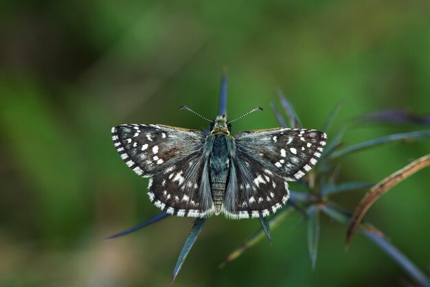 Vita naturale; farfalla in natura. Concetto di fauna/flora.