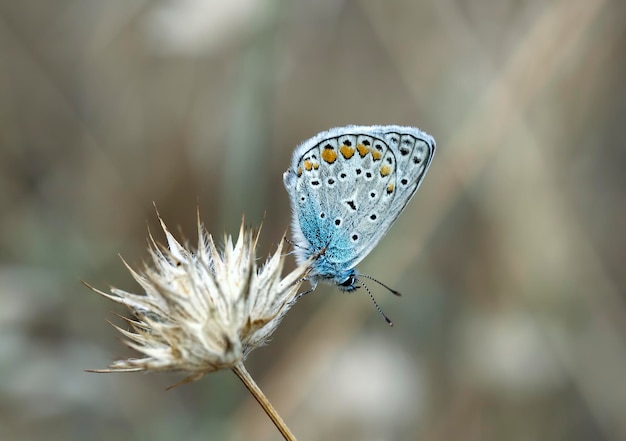 Vita naturale; farfalla in natura. Concetto di fauna/flora.