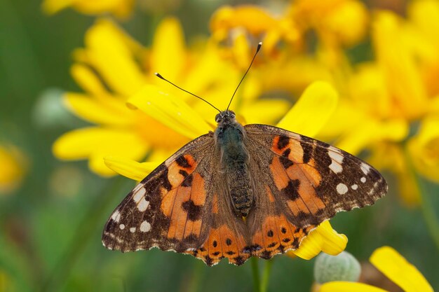 Vita naturale; farfalla in natura. Concetto di fauna/flora.