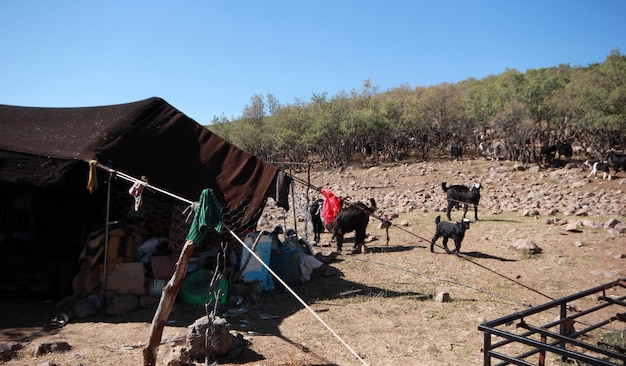 Vita nomade della capra e della tenda nera