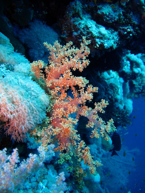 Vita sottomarina del Mar Rosso