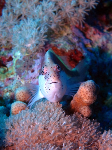 Vita sottomarina del Mar Rosso