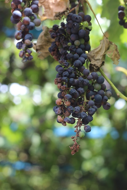 Vite dell'uva secca malattie e parassiti dell'uva